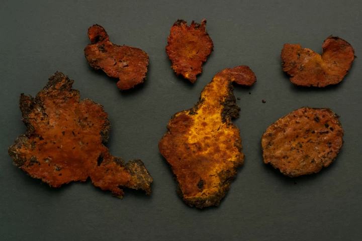 The rare, highly valued Taiwanese fungus is now being cultivated in labs for medical research