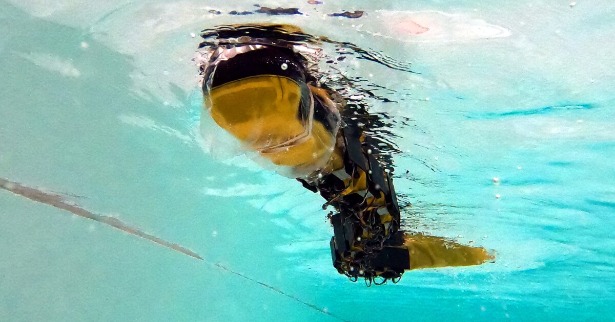 Robotic lamprey exhibits how two nervous programs are higher than one