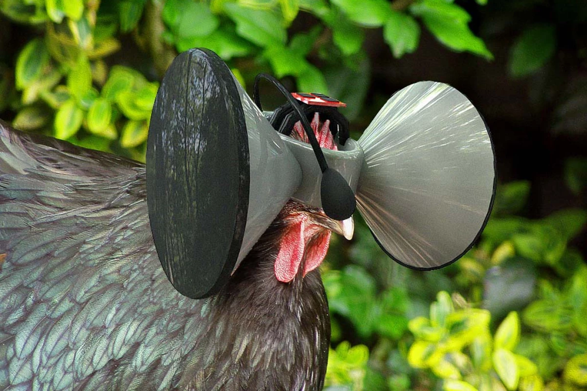 Second Livestock: 'Cockulus Rift' project aims to improve the lives of battery hens using Virtual Reality
