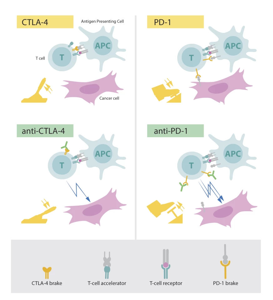 The top two images show T cells with the "brakes" on (CTLA-4 and PD-1), while in the bottom images antigens (green) have been introduced to release those brakes and improve the immune system's response to cancer