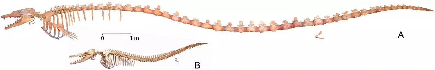 The skeleton of Basilosaurus isis (top) as compared to that of Dorudon atrox