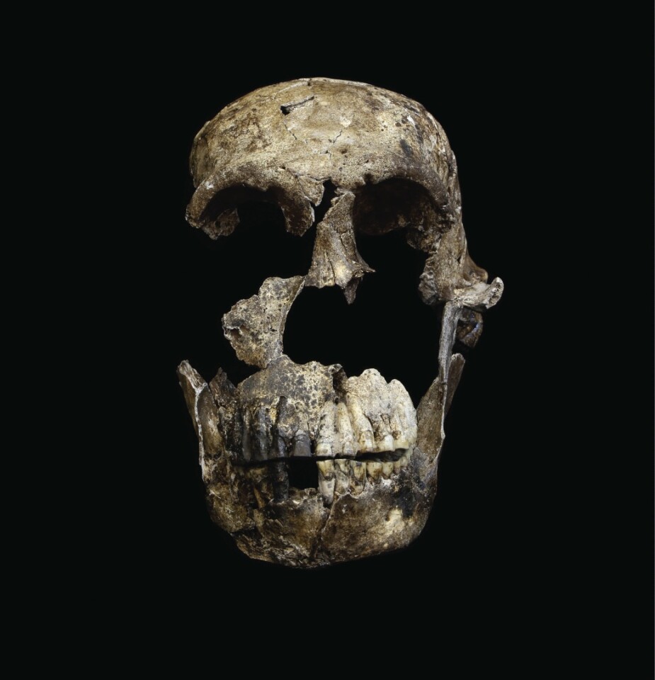 Frontal view of the "Neo" skull of Homo naledi
