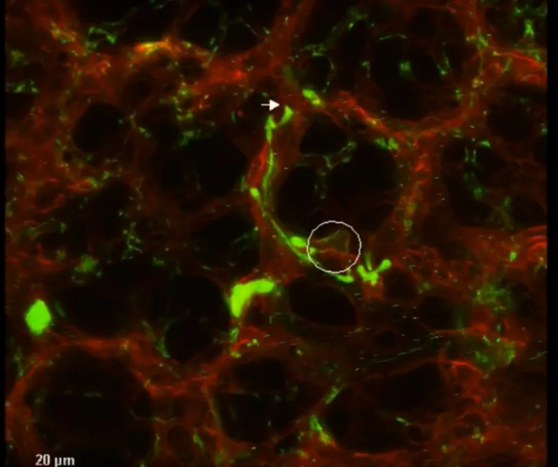 Mice engineered to have fluorescent green platelets helped researchers discover that cells in lung vasculature create the majority of the body's blood platelets