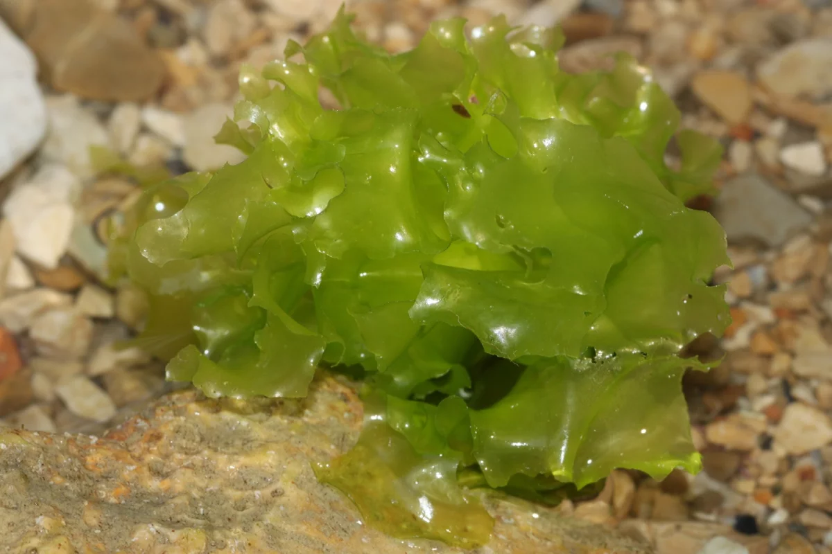 The microorganisms produced a bioplastic polymer called polyhydroxyalkanoate (PHA) after consuming sea lettuce, pictured here