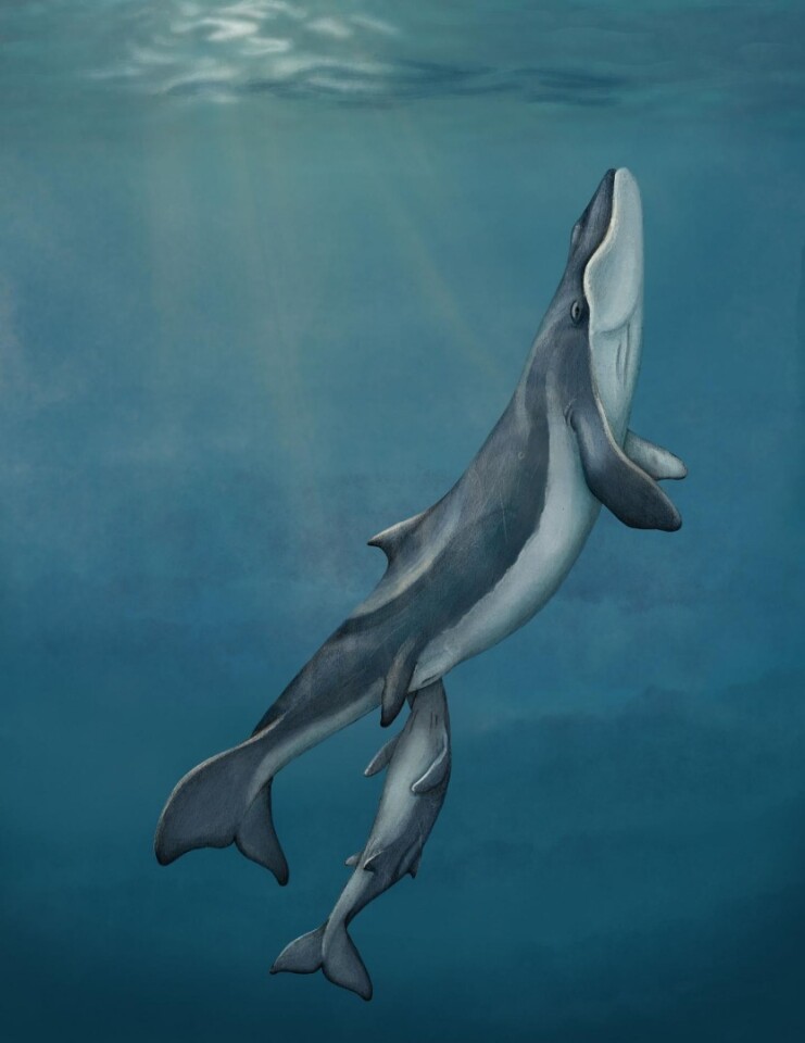 An illustration depicting what Maiabalaena nesbittae may have looked like