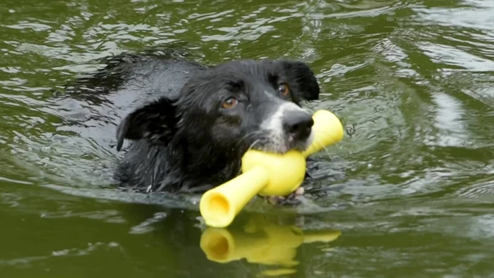 Paww's fetch toys float, allowing water play with dogs