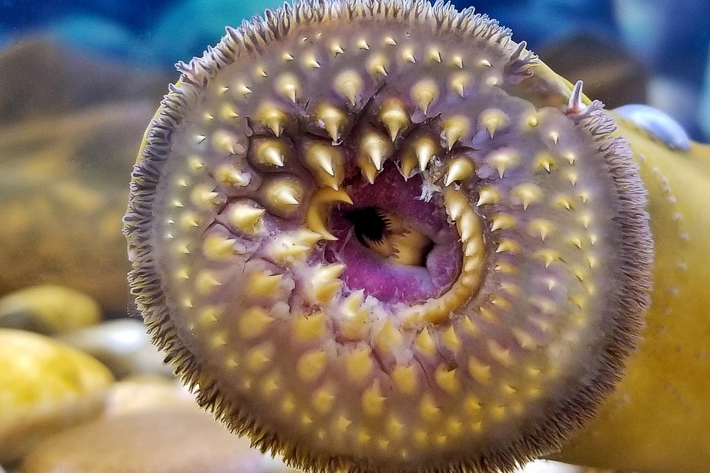 A lamprey's ever-so-attractive oral disc