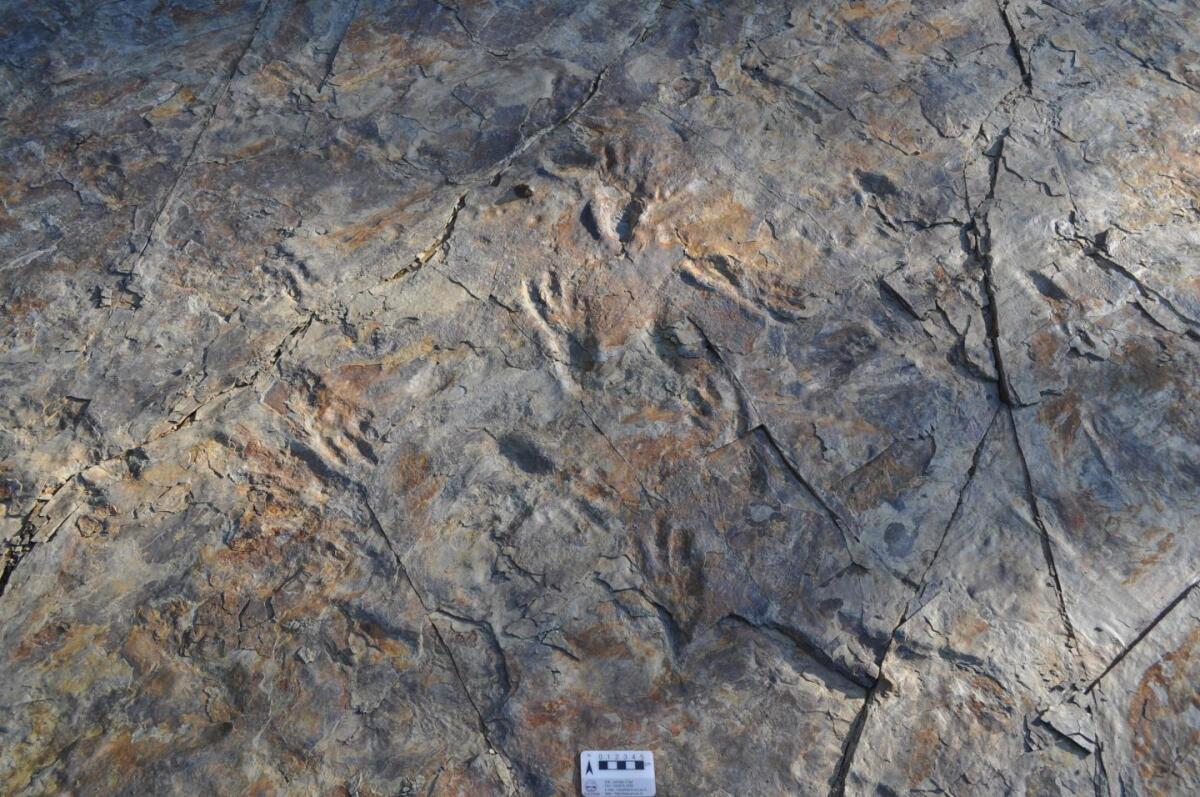 Fossil footprints reveal ancient crocodile that walked on two legs