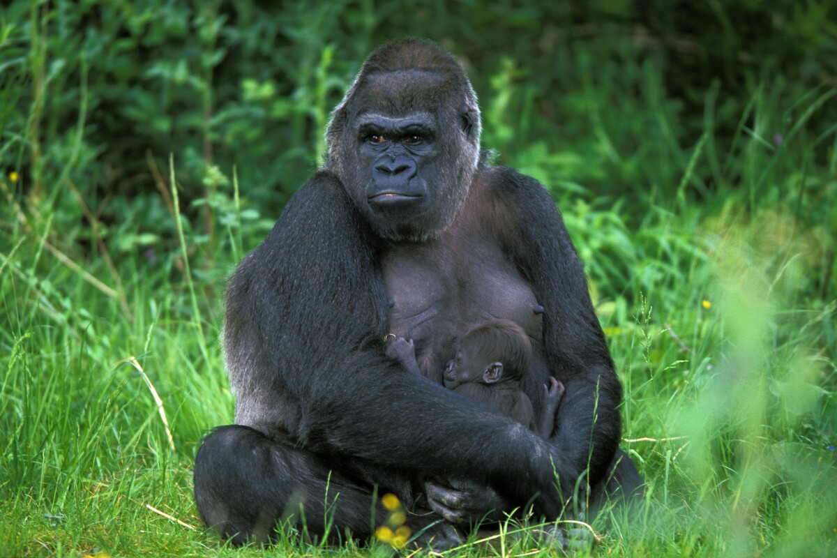 Population numbers of the eastern lowland gorilla have undergone a sharp decline in the Democratic Republic of Congo over the past half century