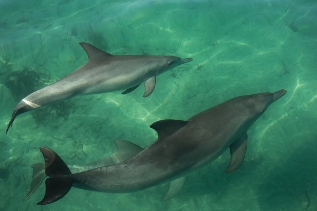 A new study on dolphins has uncovered the first quantitative evidence of horizontal transmission of a foraging tactic in toothed whales