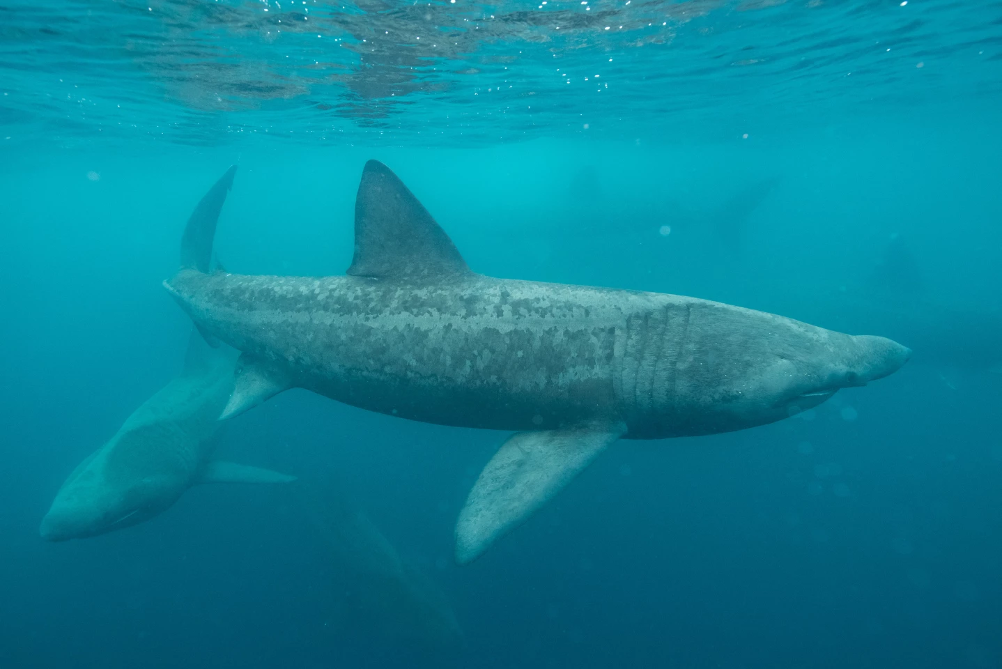 The average body length of the sharks in the toruses was 7.3 m (24 ft) – although basking sharks can get as long as 12 m (39 ft)
