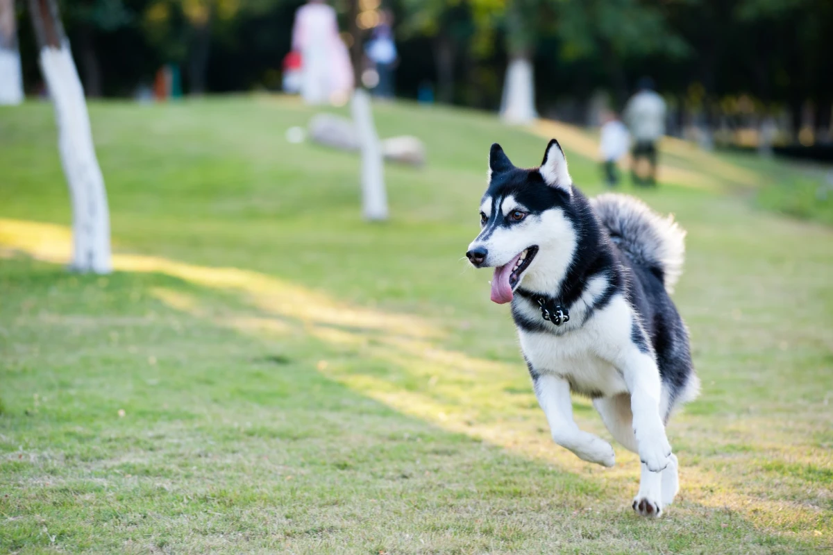 The researchers used an Alaskan Malamute to train its AI