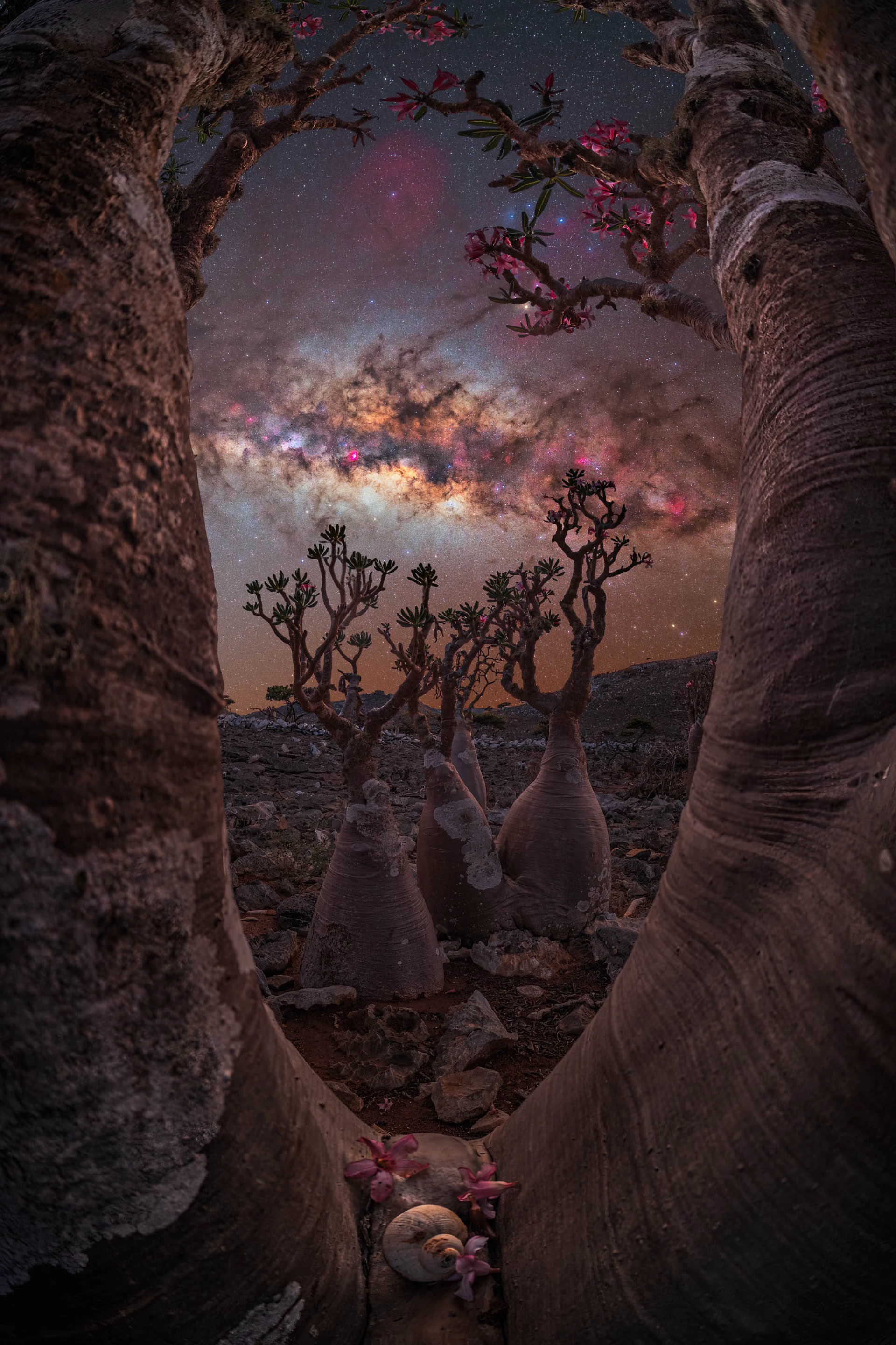 The Bottle Tree Portal by Benjamin Barakat, shot in Socotra, Yemen. The gnarled trees give the impression of an alien planet, with their pink flowers complementing the pink tones in the night sky
