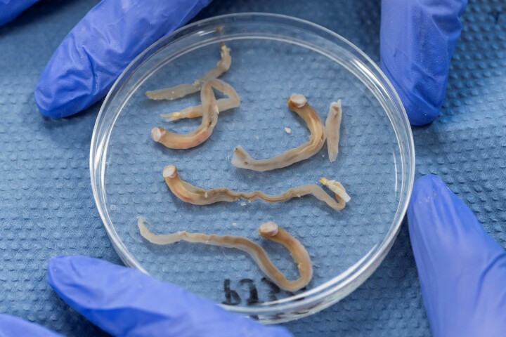 A batch of juvenile shipworms – the harvested adults get up to a foot long