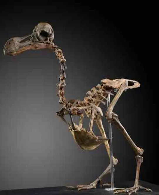 The dodo skeleton is 95 percent complete