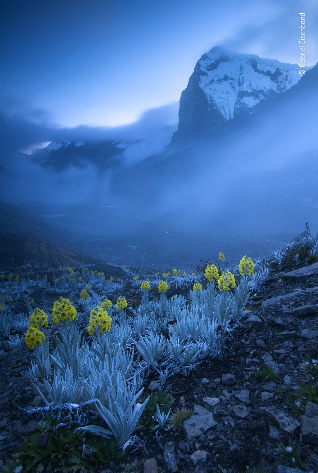 Out of the Blue"It was Ritak’UwaBlanco, the highest peak in the Eastern Cordillera of the Colombian Andes, that Gabriel had set out to photograph. Pitching his tent in the valley, he climbed up to photograph the snow-capped peak against the sunset. But it was the foreground of flowers that captured his attention. Sometimes known as white arnica, the plant is a member of the daisy family found only in Colombia. It flourishes in the high-altitude, herb-rich páramo habitat of theAndes, adapted to the extreme cold with a dense covering of woolly white ‘hair’ and ‘antifreeze’ proteins in its leaves. As the magic hour of sunset passed, there followed a blue hour that drenched the scene in an ethereal blue light. But while the silver-grey leaves were washed in blue, the flowers shone bright yellow. It was also strangely calm, enabling Gabriel to use a long exposure to capture the clouds flowing over the high peak without any blur of movement among the plants. Seeming to glow ever brighter as the light faded, the yellow blooms began to dominate the scene, leading the eye towards the mountain but stealing the limelight from it.