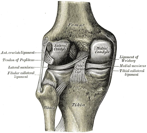 Knee anatomy (Image: Gray's Anatomy)