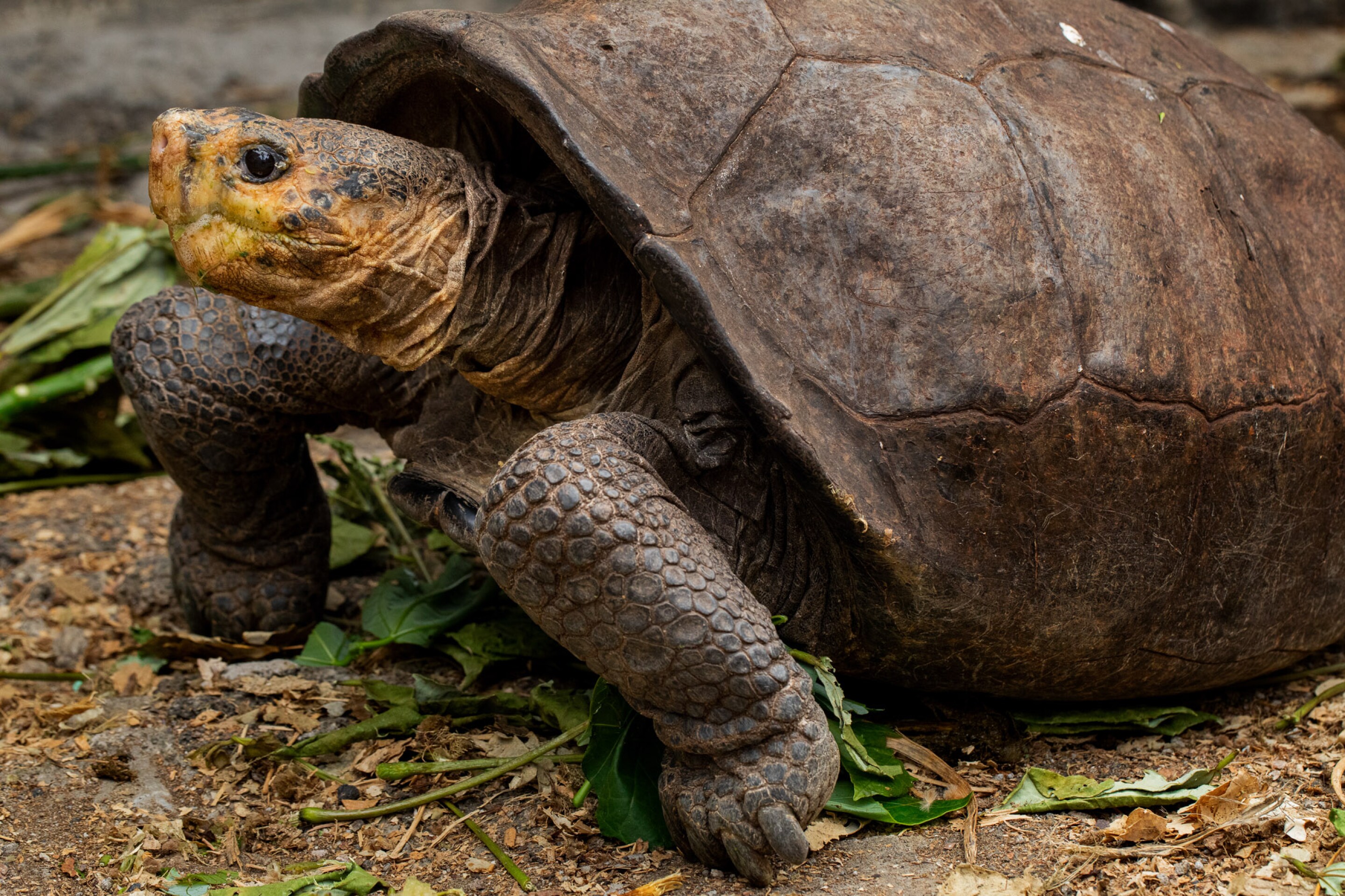 Galapagos tortoise species returns from "extinction" after 115 years