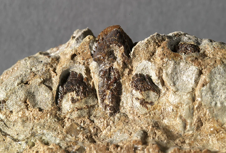 Teeth from the lower right jaw of Zuul's skull