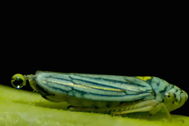A glassy-winged sharpshooter in the process of peeing