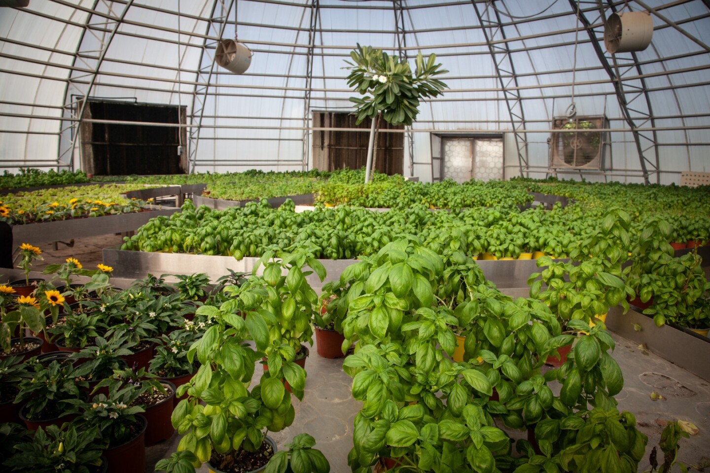 Inside a biodome at the Dubai Sustainable City