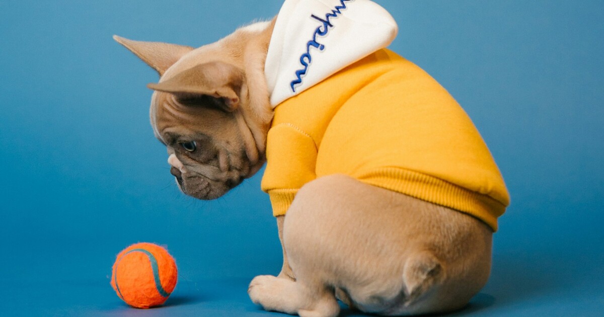 Is Your Dog a Ball Junkie? New Research Reveals Toy Addiction