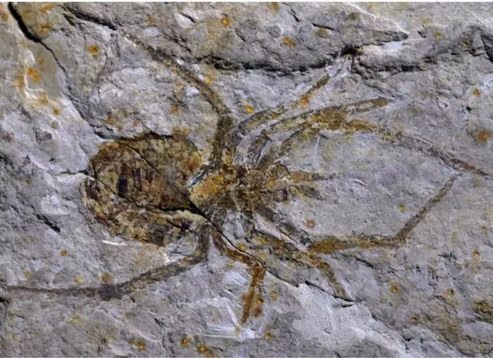 Although this fossil may look like that of a spider ... it isn't