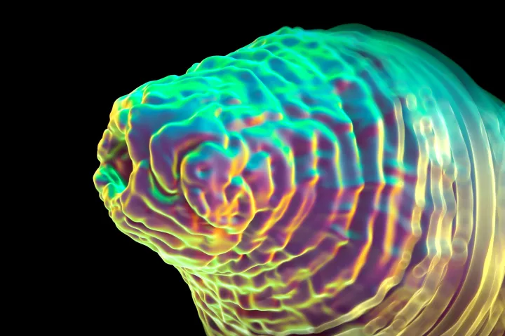 Science's favorite nematode, Caenorhabditis elegans, surprises again