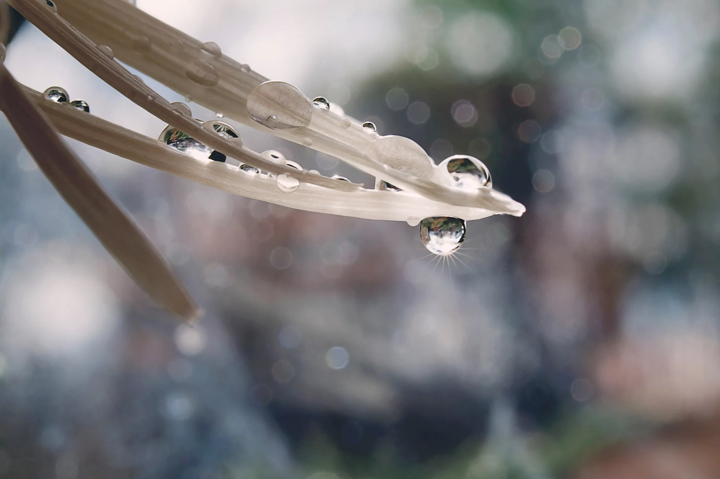 An example of the macro shooting that's possible with the the Lensbaby Velvet 56 lens (Photo: Pauline Putt)