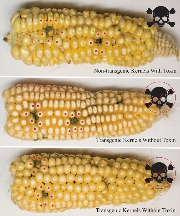 While the levels of infection appear the same between the modified and unmodified corn, the toxicity levels are drastically different