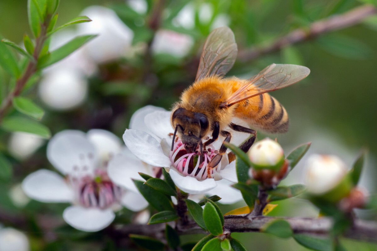 Manuka honey, produced from nectar from the mānuka tree, has potent anticancer properties