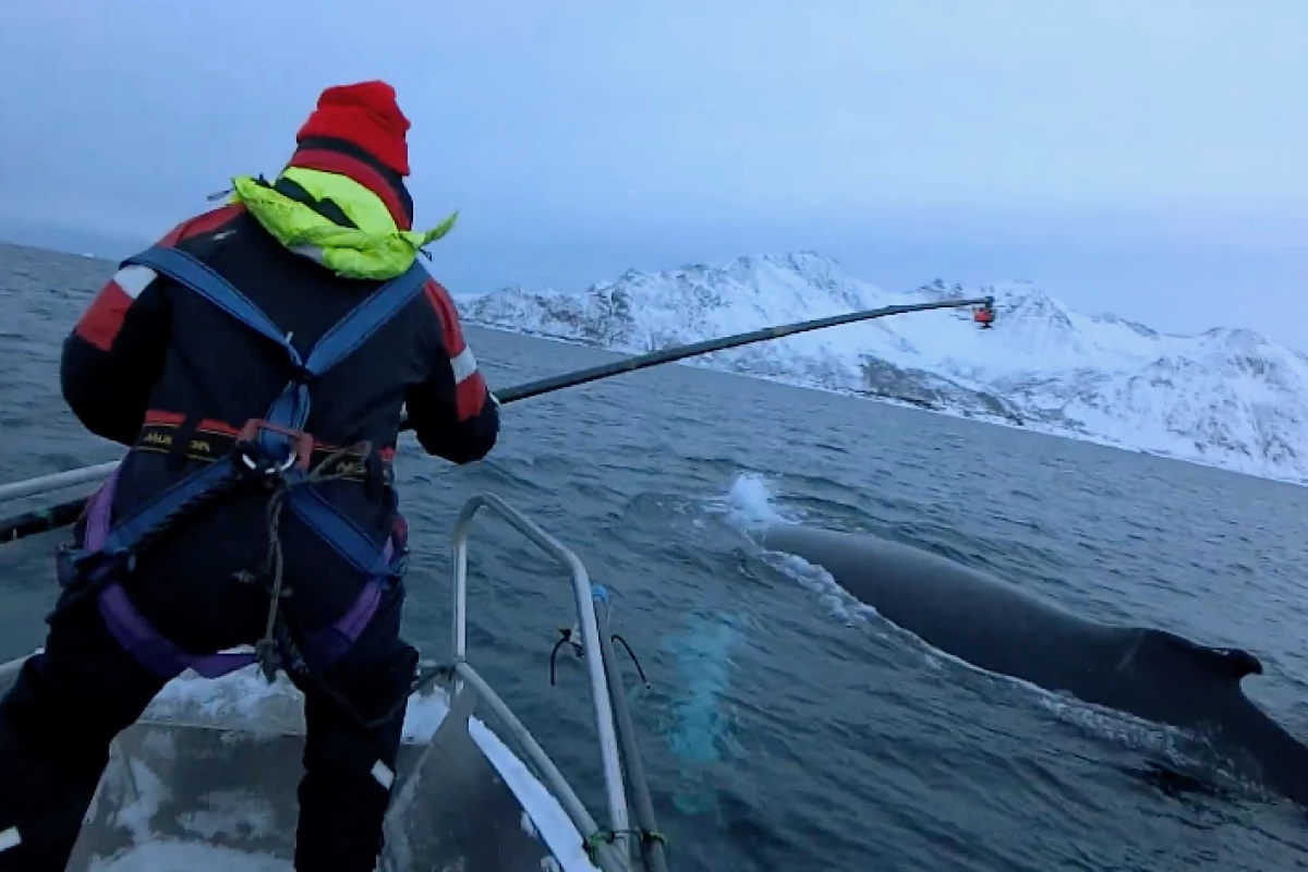 The camera was temporarily attached to a whale using a pole and a suction cup