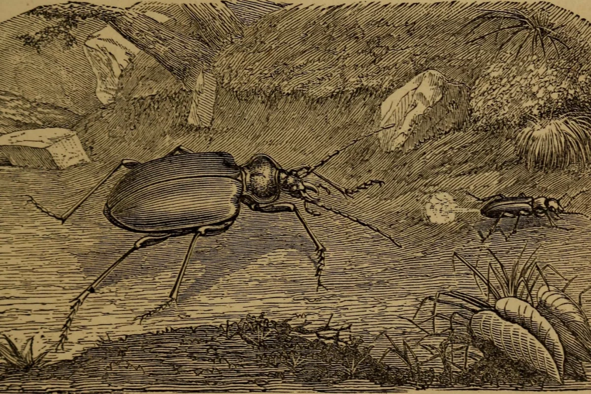 The Bombardier beetle discourages attackers by firing a noxious spray from its rear end