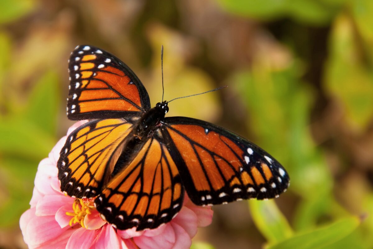Want to make earthquake-resistant buildings? Try butterfly wings