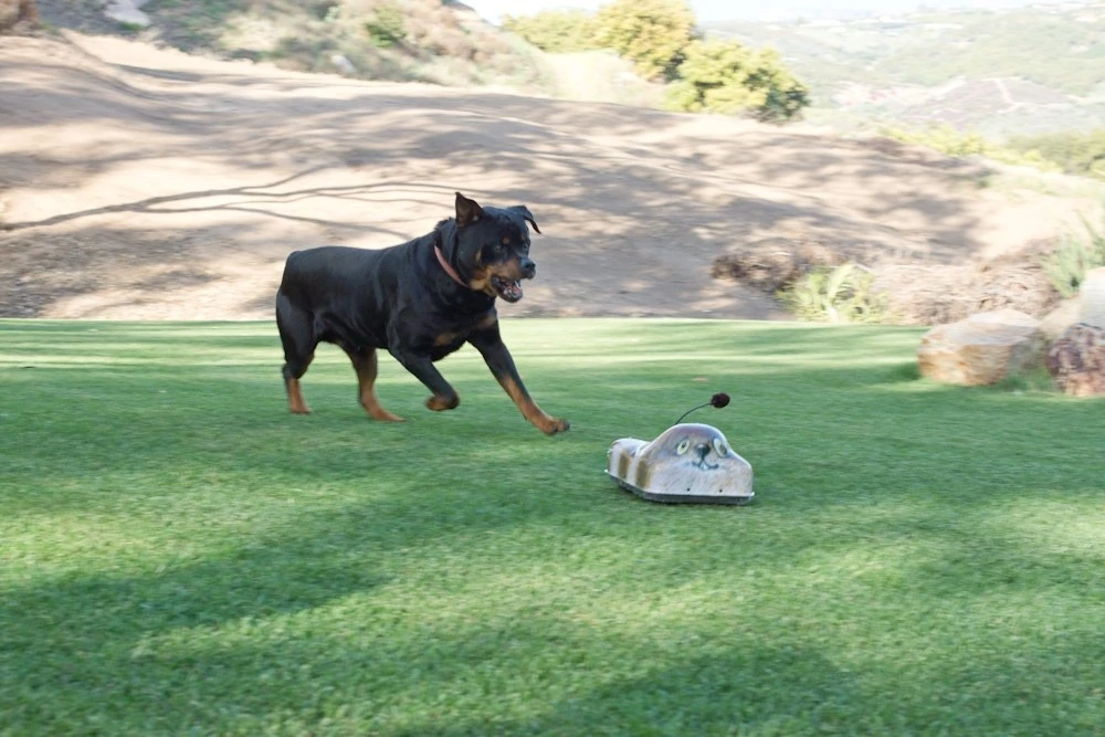 The idea behind Go-Go Dog Pals is that by getting their dogs to chase the 1.76kg device, owners will be able to ensure their four-legged friends get the exercise they need