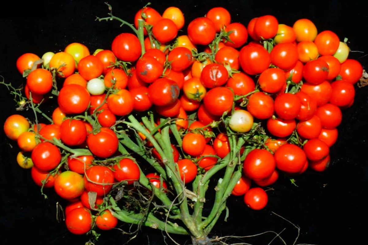 When three specific genetic mutations are combined and tuned just right, scientists can turn tomato plants into extremely compact bushes ideal for urban agriculture
