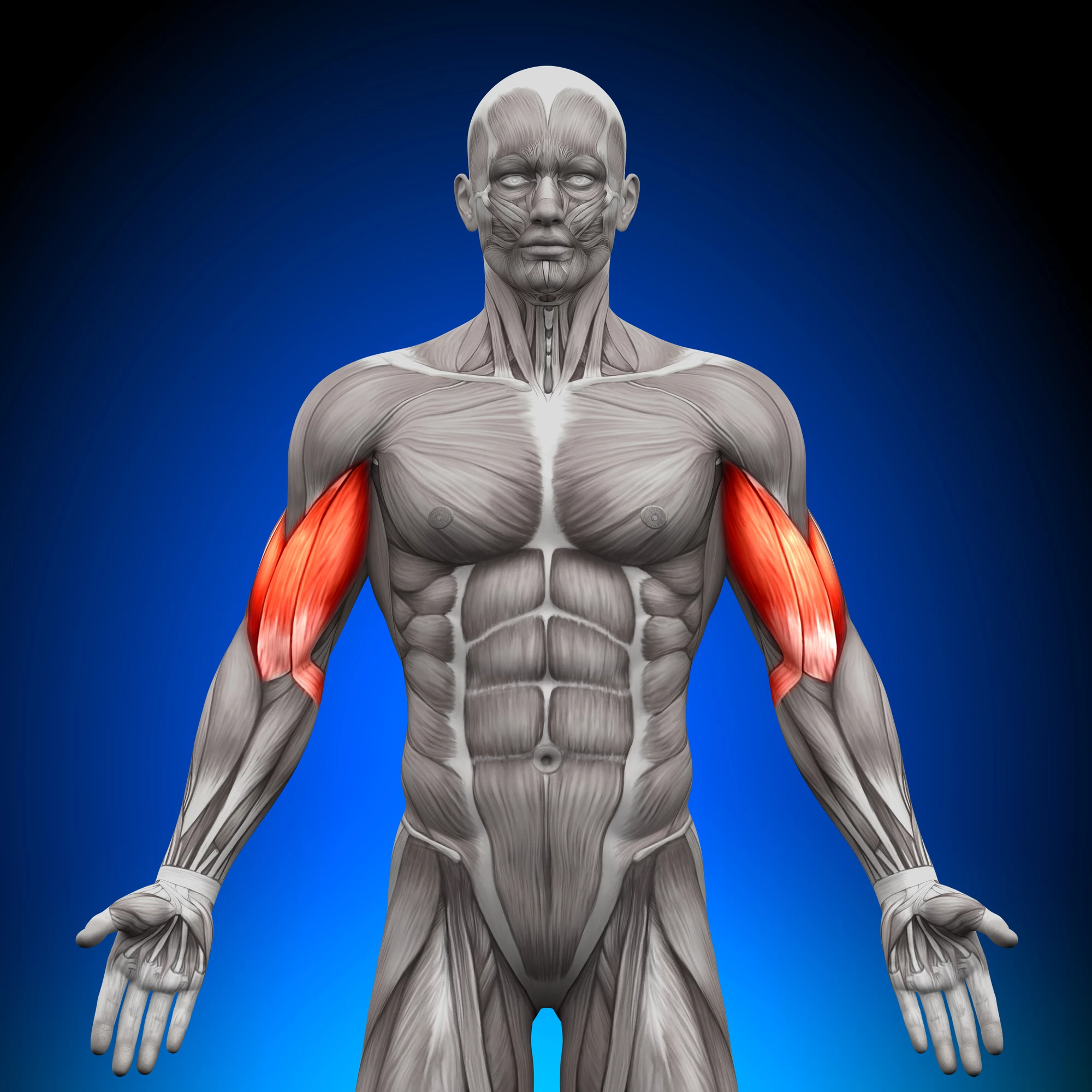 Researchers have discovered an enzyme that could aid in the repair of muscles