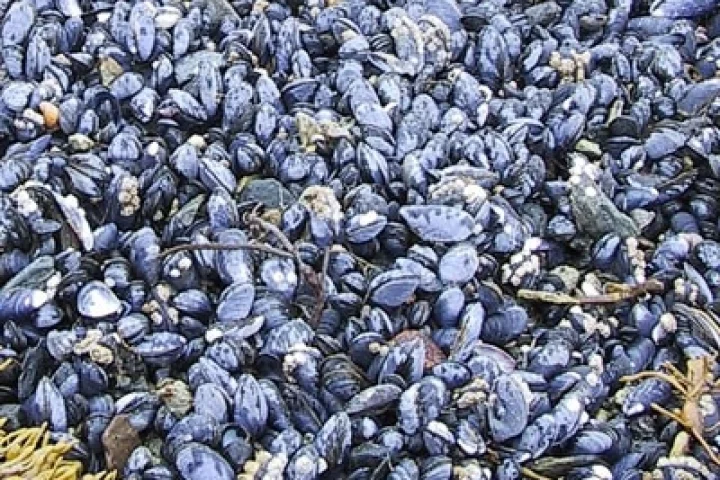 Marine Mussel glue could be the new natural synthetic adhesive after surgery