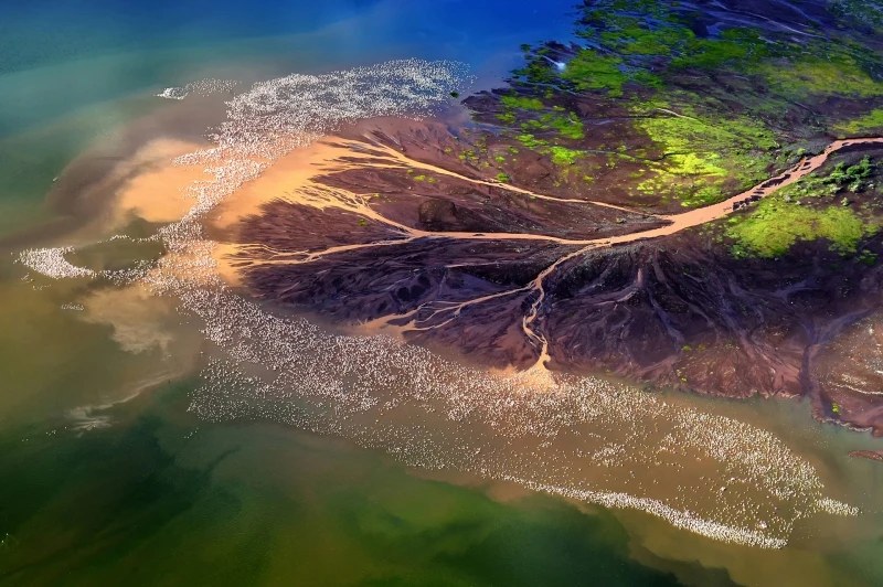 Over a Million Flamingos: Commended in the Wildlife category