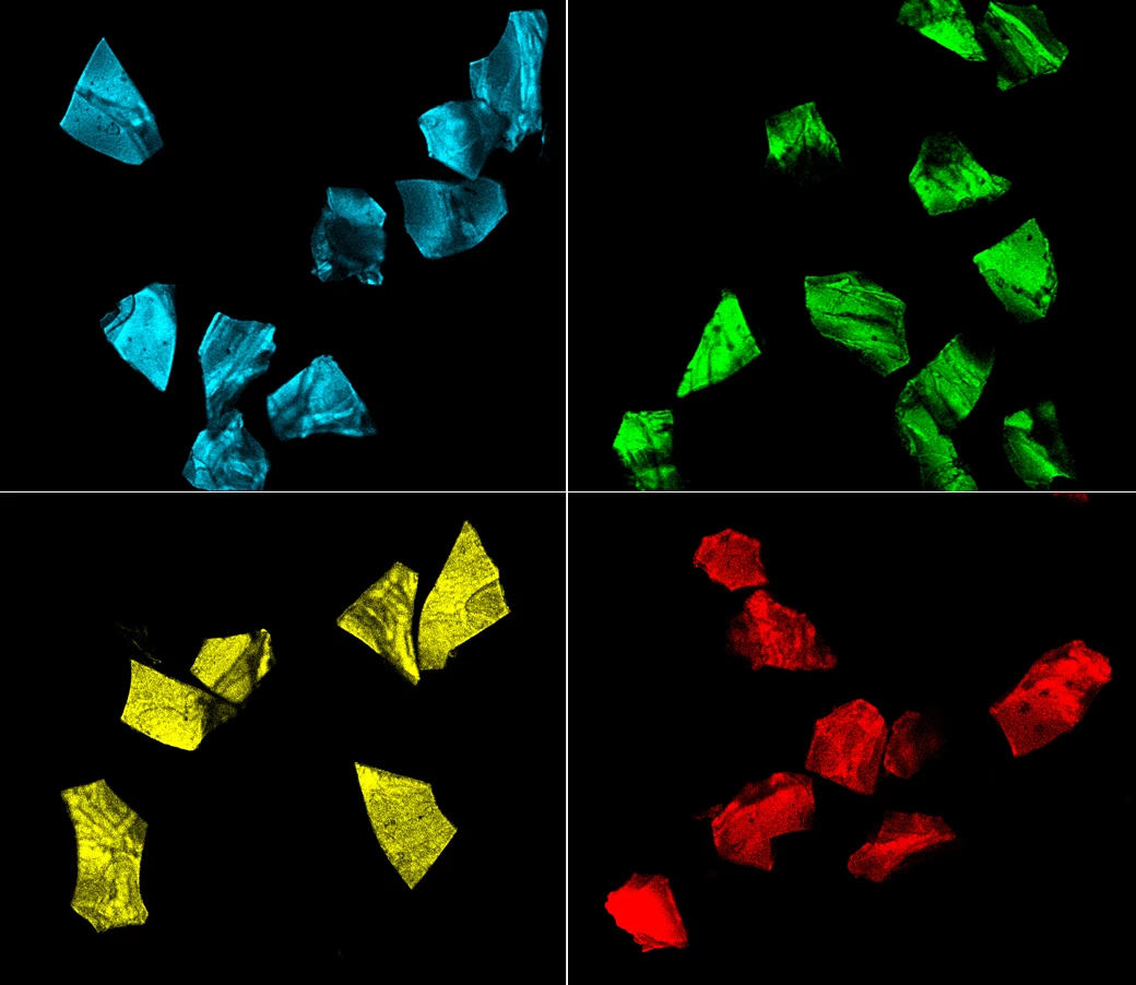 A new edible tag made up of fluorescent silk microparticles (pictured) can be used as security keys to prove the authenticity of drugs
