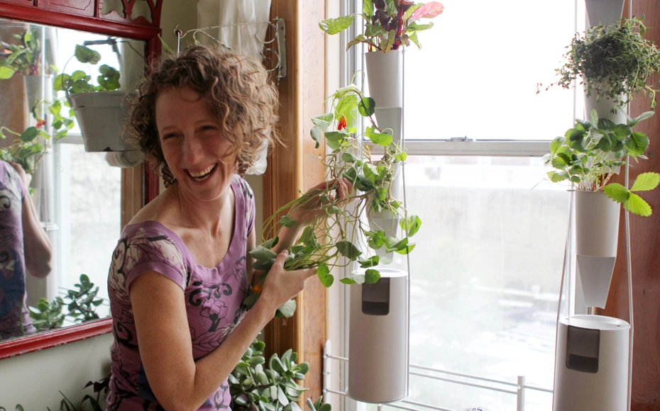 The Windowfarms system requires minimal maintenance - with urban farmers only required to change the water once a week, give the system a monthly clean and keep an eye on the crop