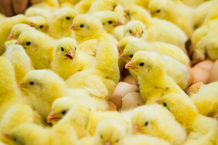 In hatcheries aimed at producing hens, there is no use for male chicks