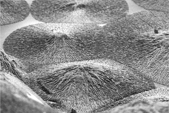 A close-up of the artificially-mineralized enamel-like material