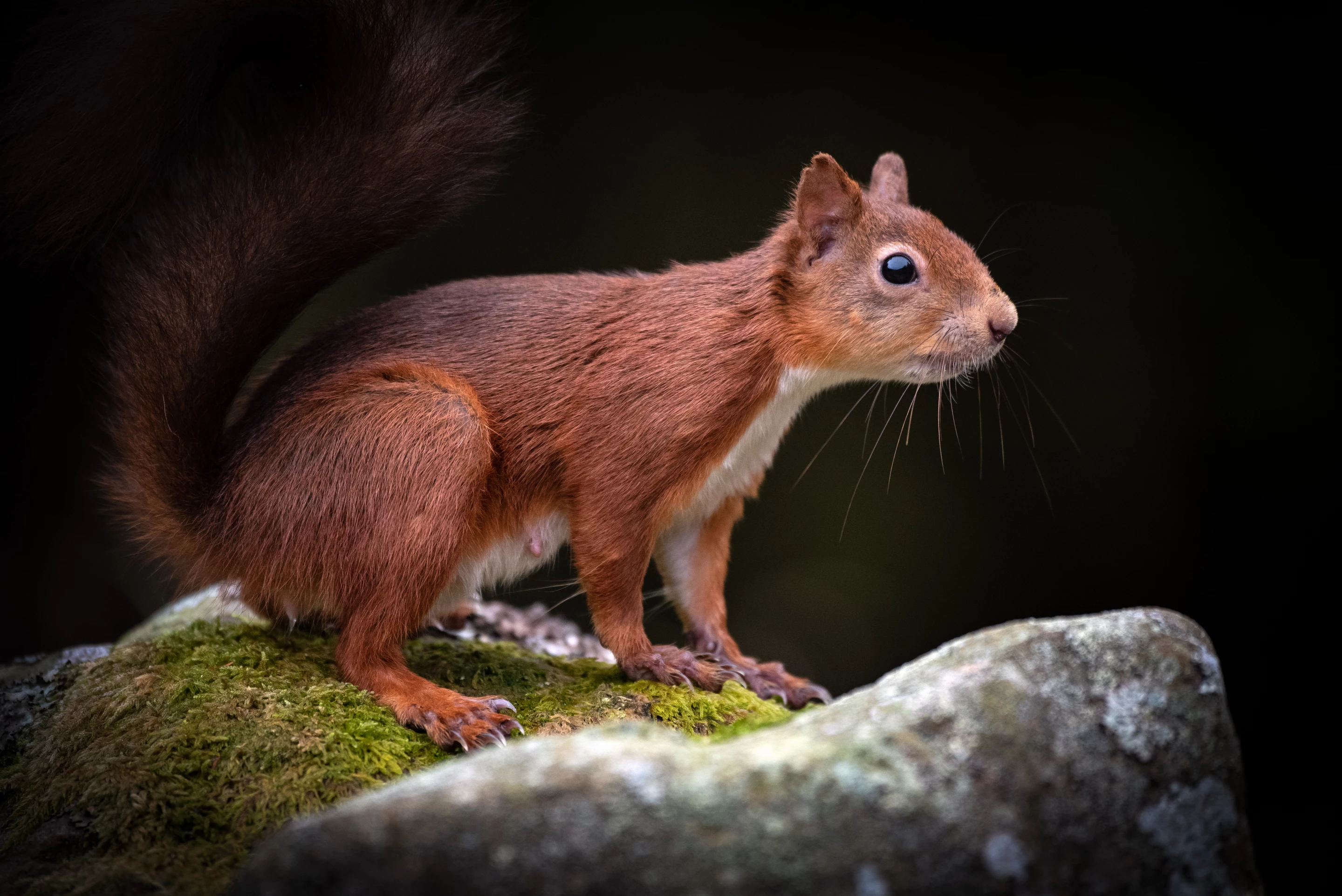 Shortlisted. Yorkshire Dales National Park