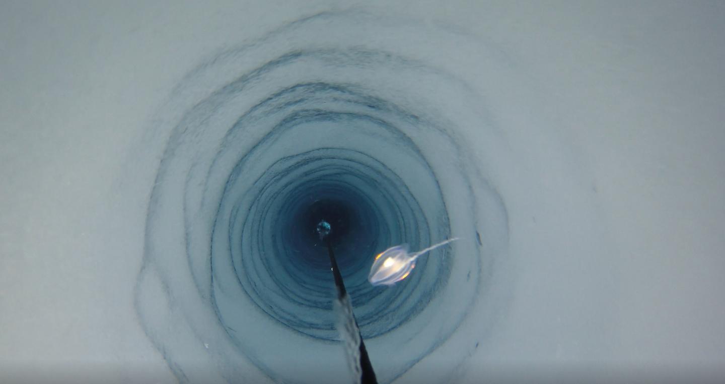 A video camera was lowered through the borehole – the animal visible in this shot is unrelated to the discovery