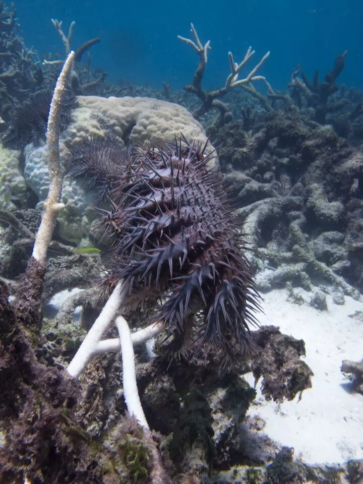 The crown-of-thorns starfish poses a very big threat the wellbeing of Australia's Great Barrier Reef