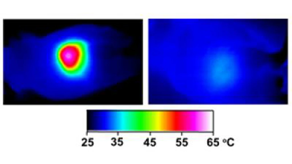 In nanocage-injected mice (left), the surface of the tumor quickly became hot enough to kill cells - in buffer-injected mice (right), the temperature barely budged (Image: WUSTL)