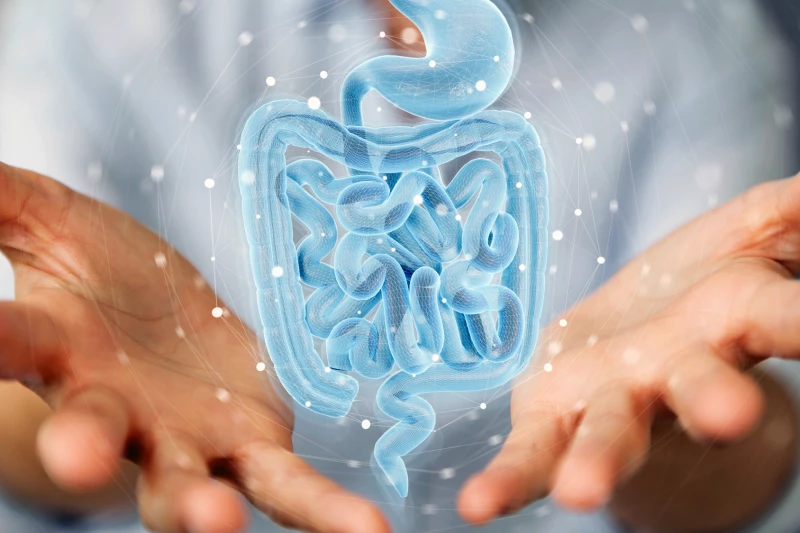 Gut support cells send precise messages—much like brain neurons—using fine extensions to guide the stem cells that maintain and repair the intestine. This finding could reshape how we understand tissue healing and gut disorders.