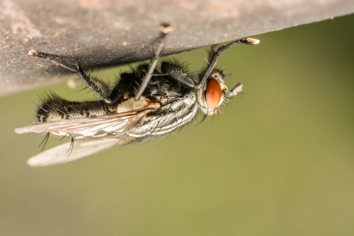 Scientists have used the footpads of flies to create a new environmentally friendly, reusable adhesive