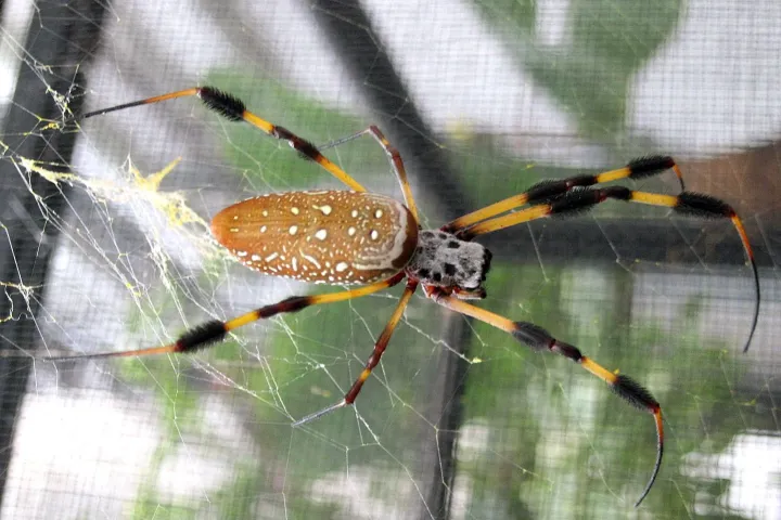 One of Xinwei Wang's golden silk orbweaver spiders